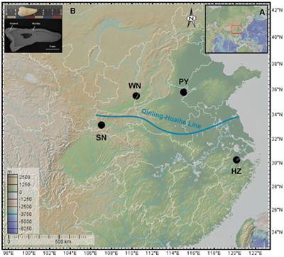 Magnesium isotopic composition of modern human teeth enamel and its implications for dietary reconstructions